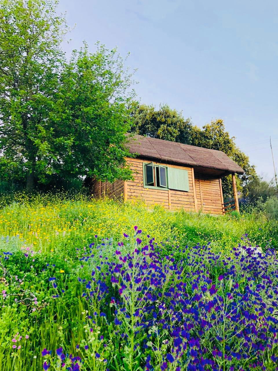 Coliving at Hamlet's Friends